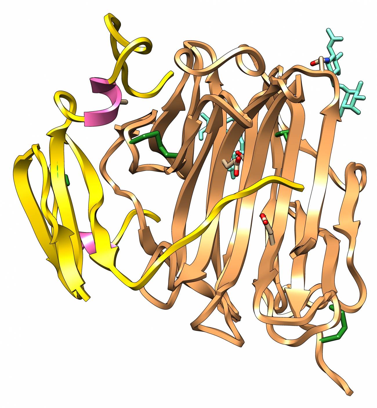 Estructura tridimensional del precursor de la neprosina. / IBMB